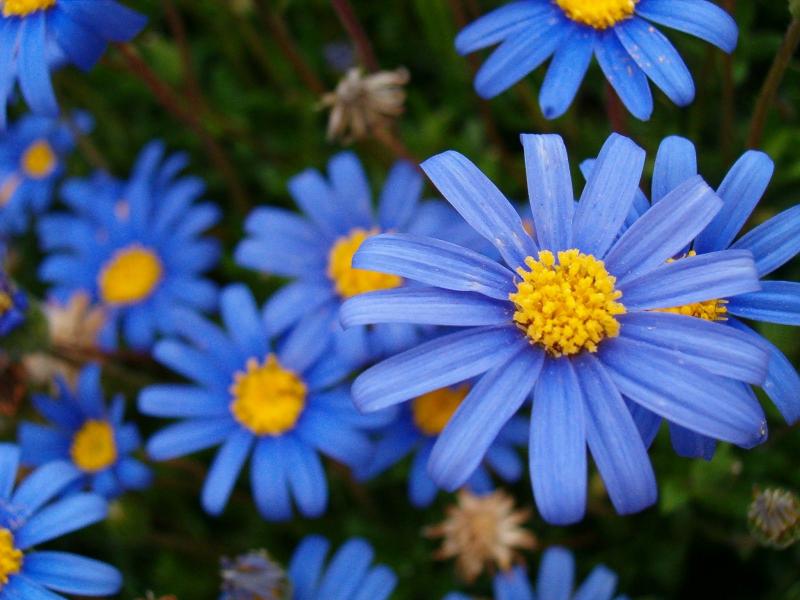Beautiful Blue Flowers in the world